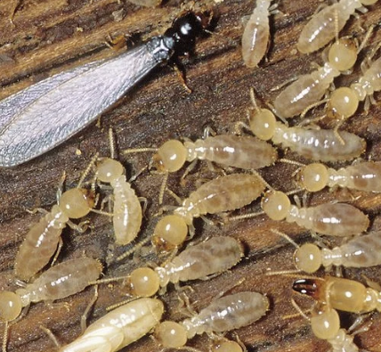 Anti Rayap Bandung – Solusi Efektif Melindungi Properti dari Kerusakan