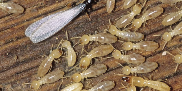 Anti Rayap Bandung – Solusi Efektif Melindungi Properti dari Kerusakan