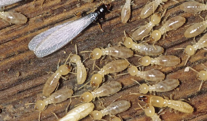 Anti Rayap Bandung – Solusi Efektif Melindungi Properti dari Kerusakan